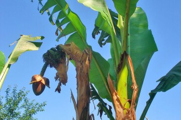 Климат в Батуми субтропический. Растут бананы.