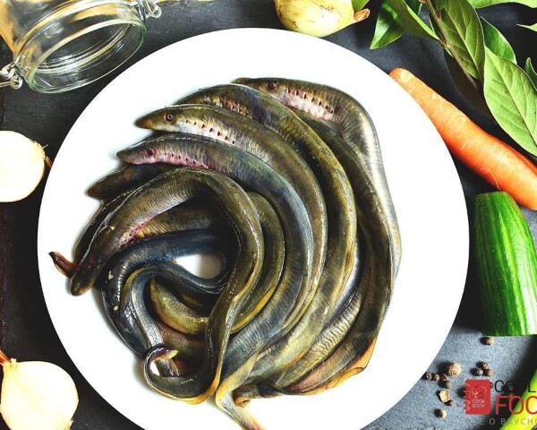 вот так выглядит эта загадочная животинка - миноги.