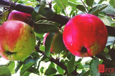 Яблоки для сидра