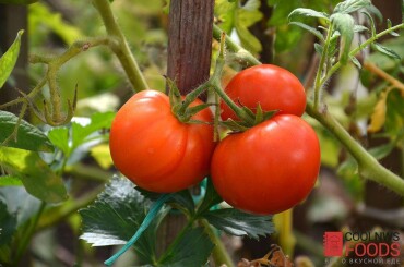 Урожай томатов