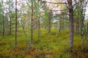 Начало сентября - это прекрассное время собирать грибы! Из которых можно приготовить много различных блюд. Поделюсь одним интересным рецептиком. Ранним утром я отправился в лес на 80 км Оредежского направления.